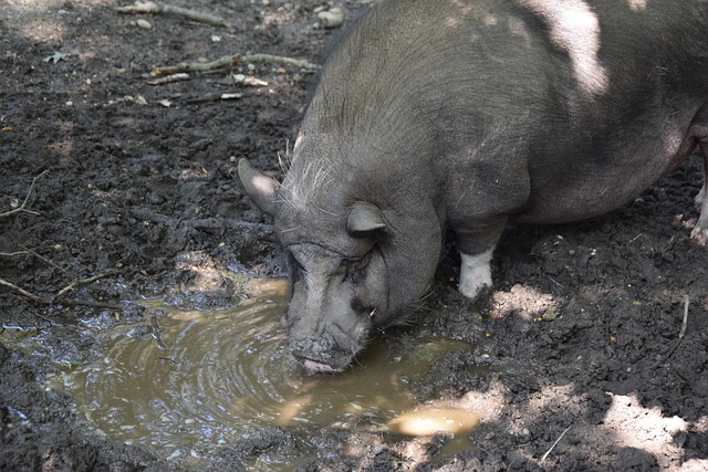 世界足球历 世界足球历